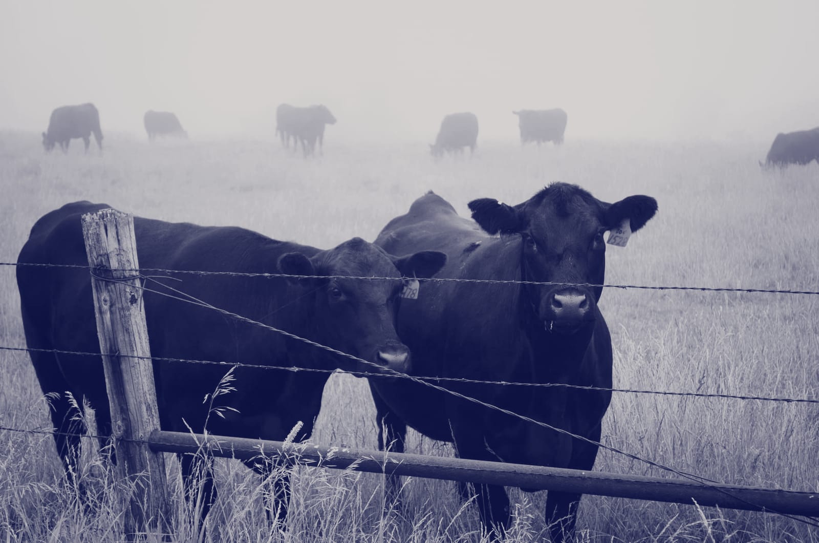 Cattle at a fence